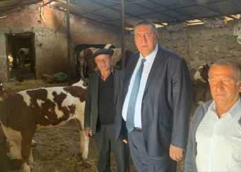 Büyükbaş hayvan yetiştiricileri perişan
