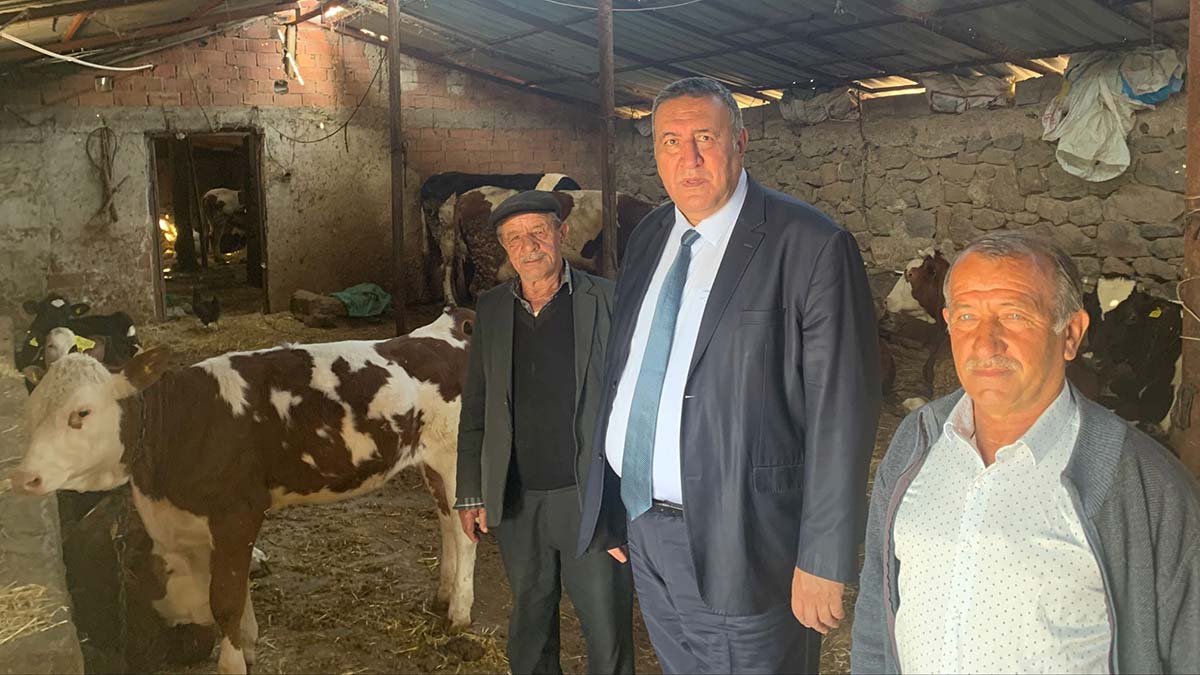 Büyükbaş hayvan yetiştiricileri perişan