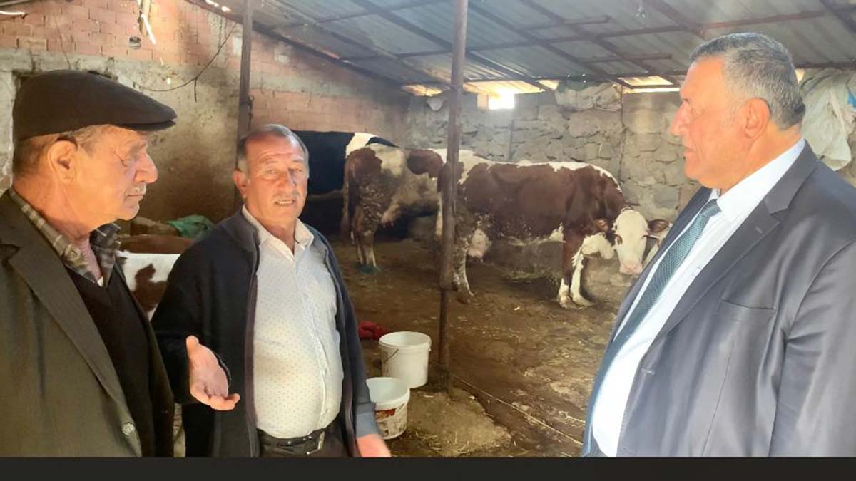 Büyükbaş hayvan yetiştiricileri perişan