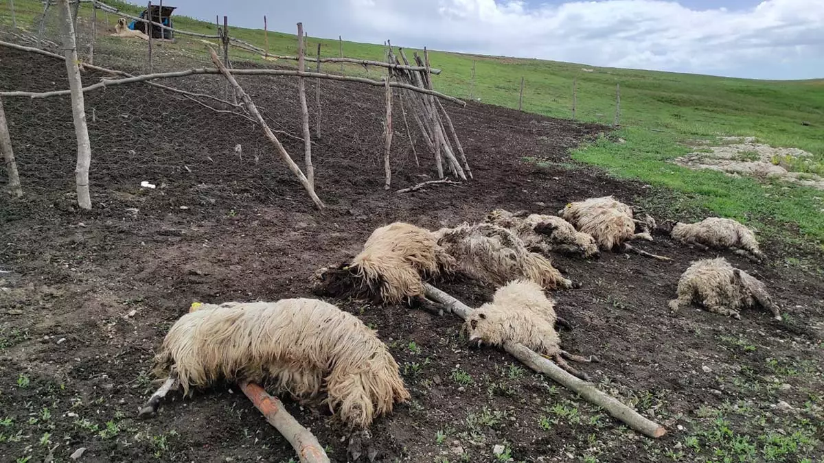 Gok gurultusunden korkan 108 koyun oldu 1 - yaşam - haberton