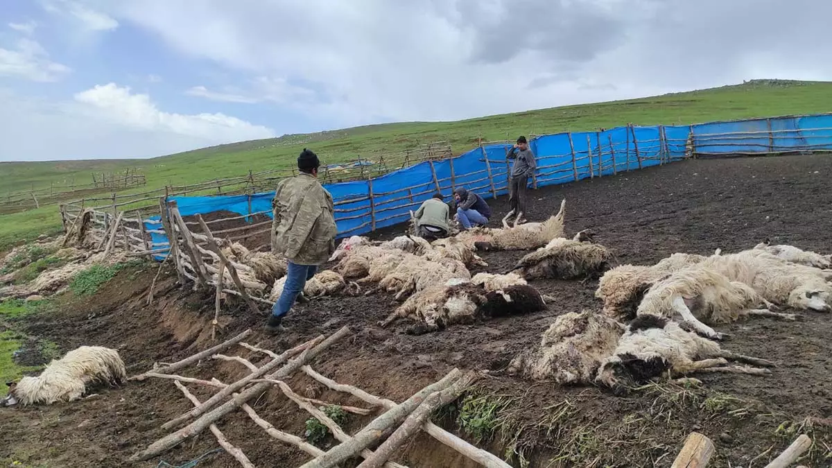 Gök gürültüsünden korkan 108 koyun öldü