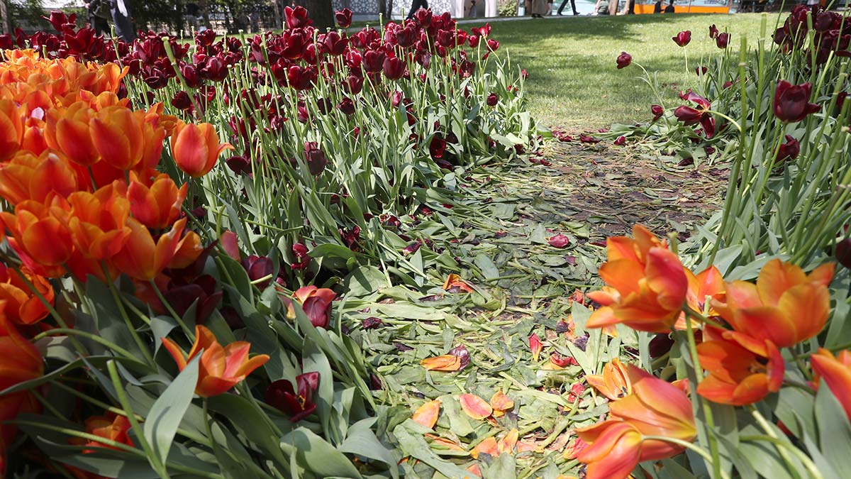 Gülhane Parkı'nda 'Lale bayramı' erken bitti