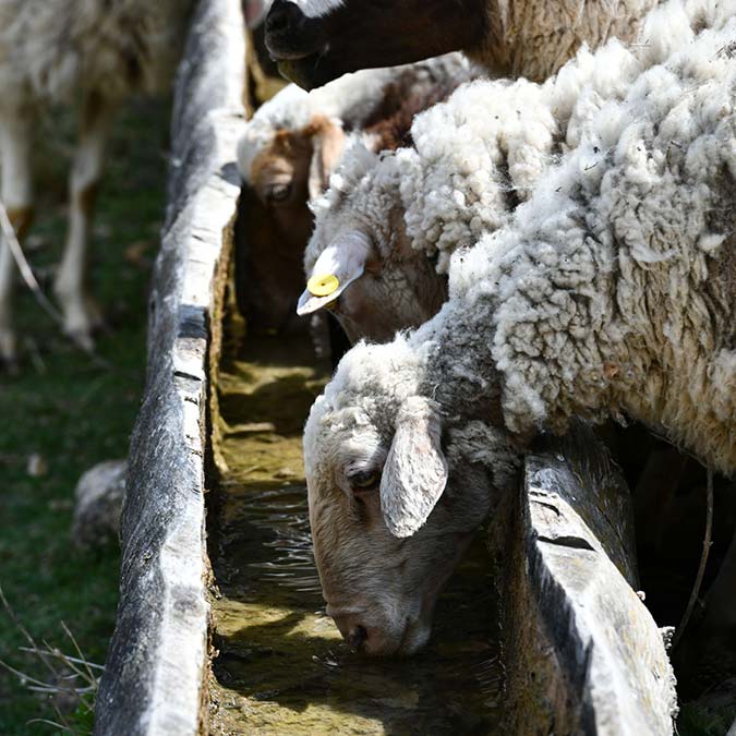 Hayvancılık yapan çiftçilere SIVAT desteği