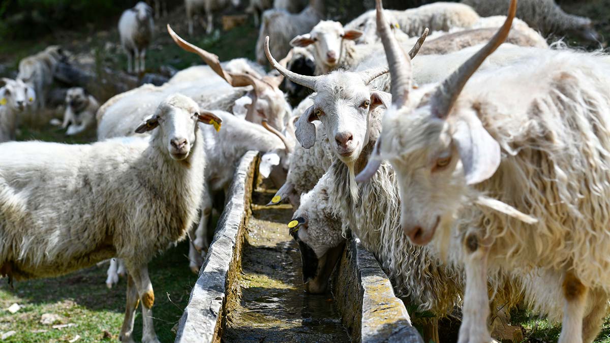 Hayvancılık yapan çiftçilere SIVAT desteği