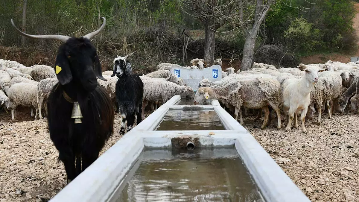 Ankara büyükşehir belediyesi, kırsal mahallerde meralarda otlayan hayvanların su ihtiyacını karşılamak için içme suyu teknesi (sivat) montajı yapmaya başladı.