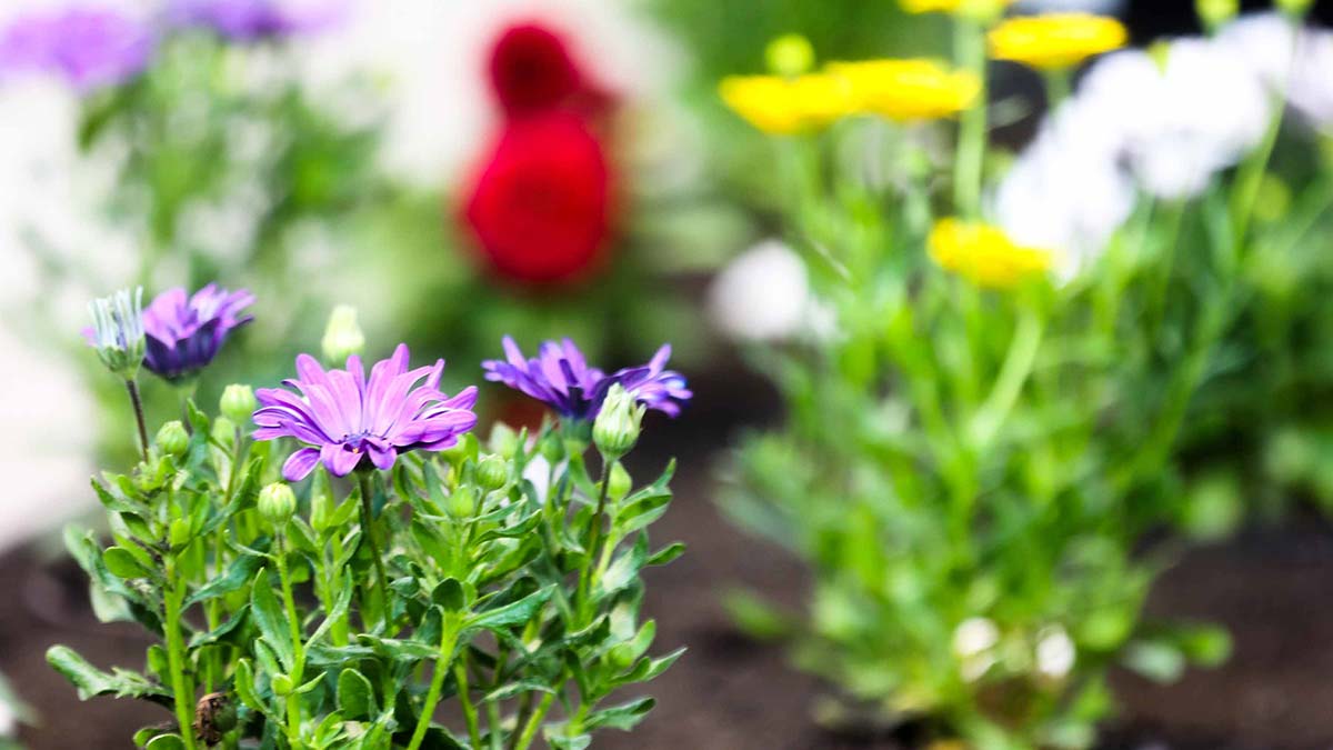 FLOWER FAST'in açılışı yapıldı
