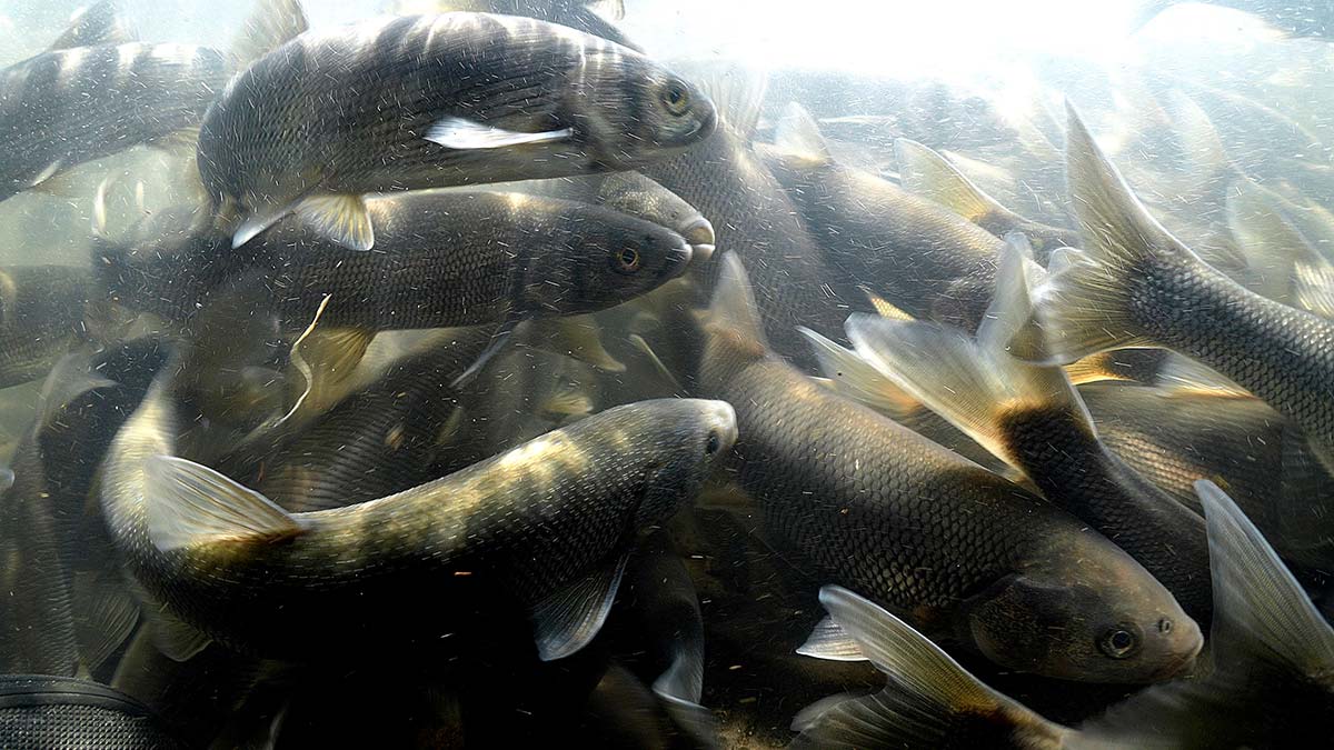 İnci kefalinin üreme göçü görüntülendi