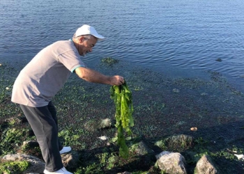 'İzmir Körfezi, marul tarlasına dönüşüyor'