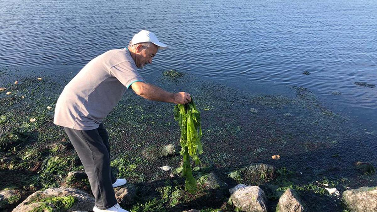 'İzmir Körfezi, marul tarlasına dönüşüyor'