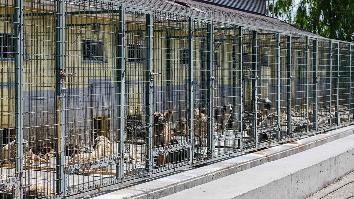 Ankara Büyükşehir Belediyesi, hayvan dostu projelere imza atarak örnek olmaya devam ediyor. Büyükşehir Belediye Başkanı Mansur Yavaş sosyal medya hesapları üzerinden yaptığı paylaşımda, Türkiye’nin en kapsamlı kısırlaştırma seferberliğini Başkent’te başlattıklarını açıkladı.