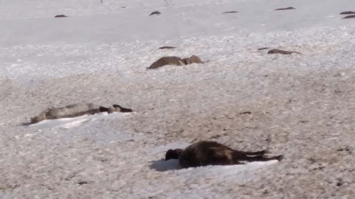 Kar yağışına yakalanan sürüden 75 koyun öldü