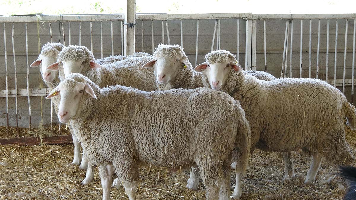 Konya havzasındaki küçükbaş sayısı azaldı