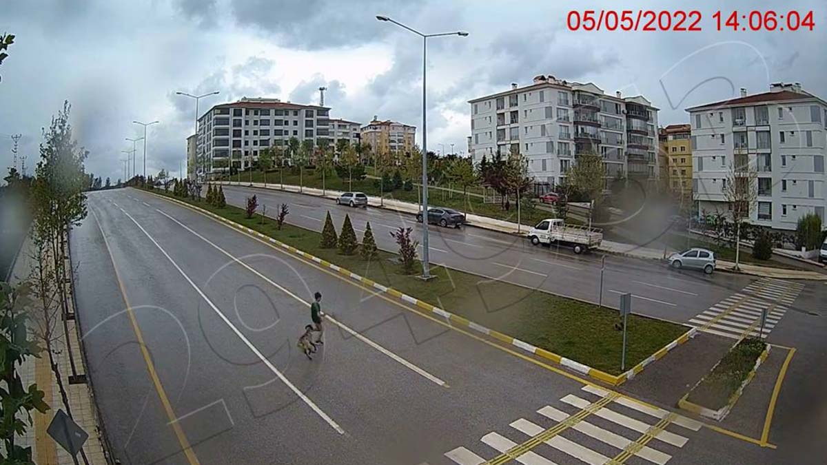 Köpeklerden kaçarken düştü, dalağı parçalandı