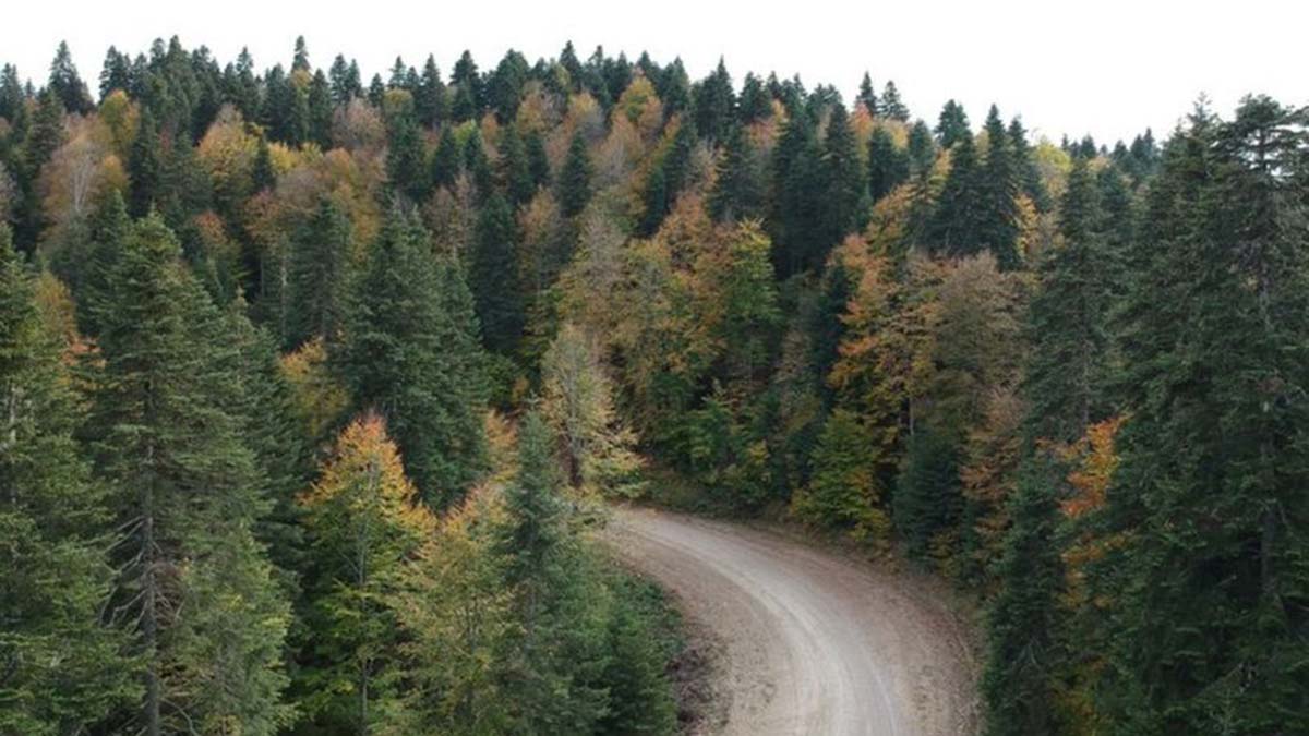 Köşger, giriş yasağı getirilen ormanları açıkladı