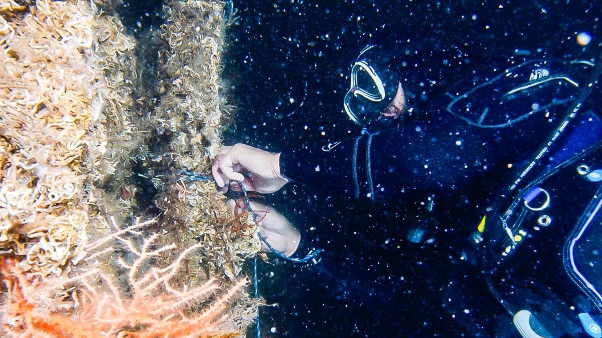 Marmara Denizi'ne mercan nakli yapıldı  