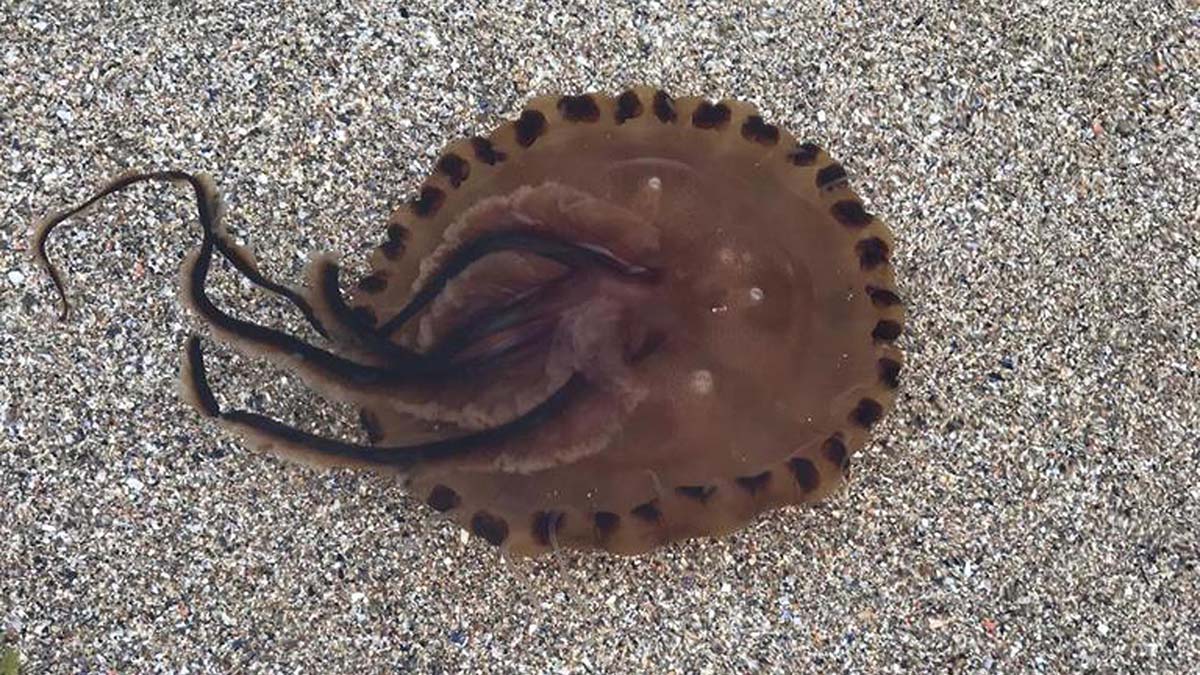 Marmara'da pusula denizanaları arttı