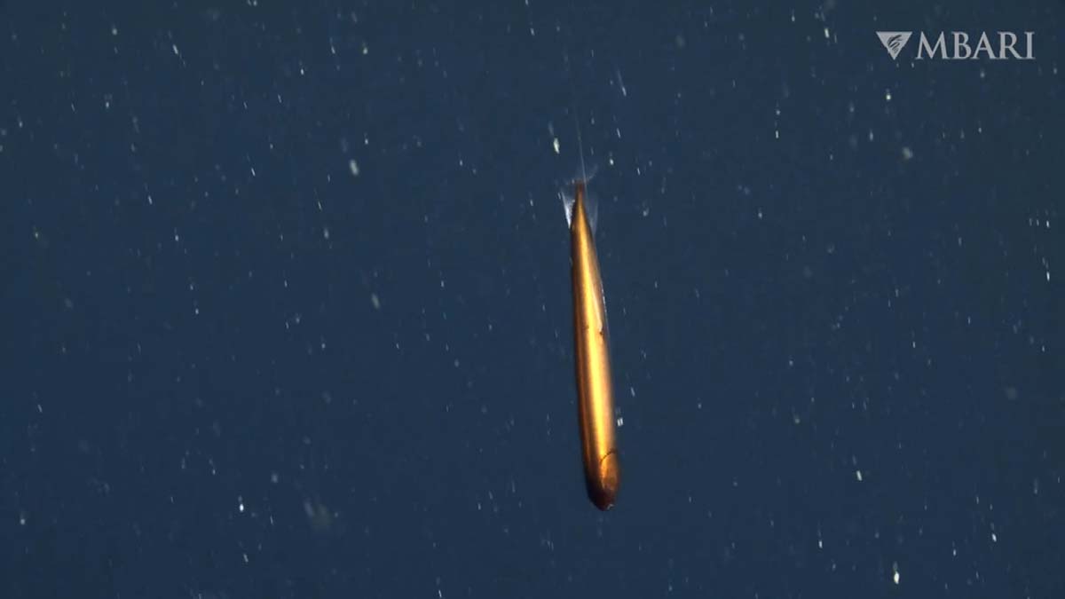 Nadir görülen Ejder Balığı görüntülendi