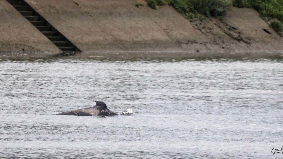 Nehir'de mahsur kalan balinaya kurtarma planı