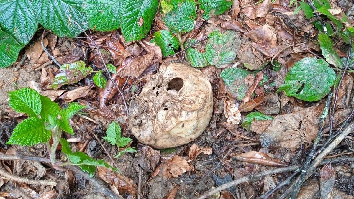 Ormanda kafatası ve kemik bulundu