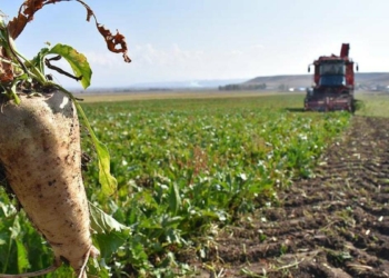 Pancar eken çiftçilere nakdi avans ödemesi