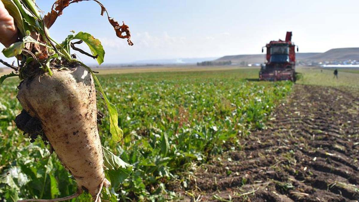 Pancar eken çiftçilere nakdi avans ödemesi