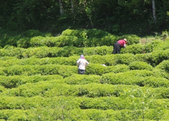 Rize'de çay göçü ile nüfus 4'e katlandı