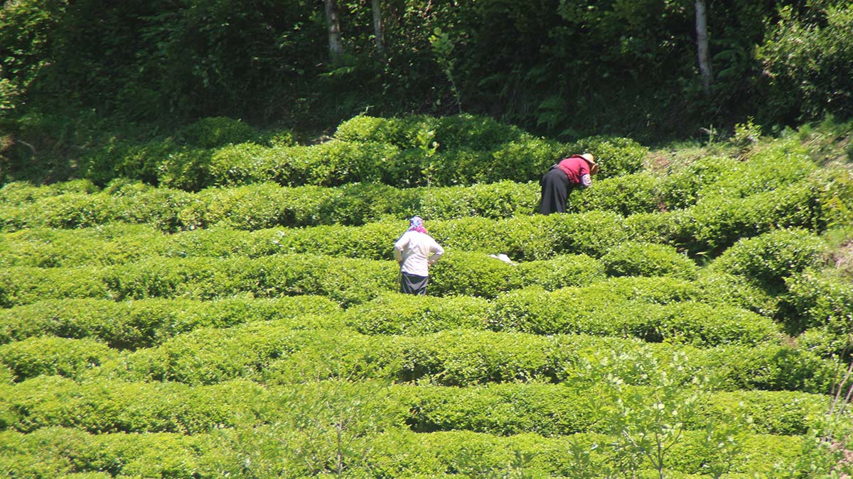 Rize'de çay göçü ile nüfus 4'e katlandı