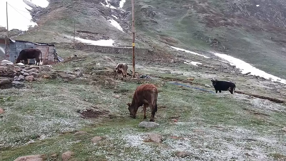 Rizede yaylalara mayista kar yagdi 1 - yaşam - haberton