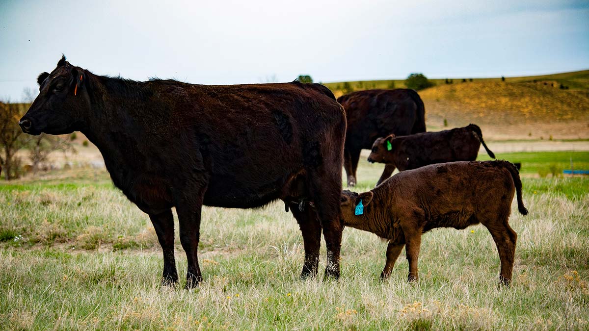 Trouw Nutrition Türkiye Ruminant Teknik Ürün Müdürü Dr. Kazım Bilgeçli, ruminant hayvanlarda süt verimliliğini sağlamanın ipuçlarını paylaştı.
