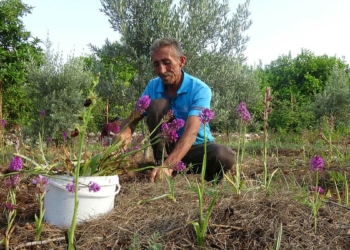 Salebin hasadı başladı; kilosu 300 TL