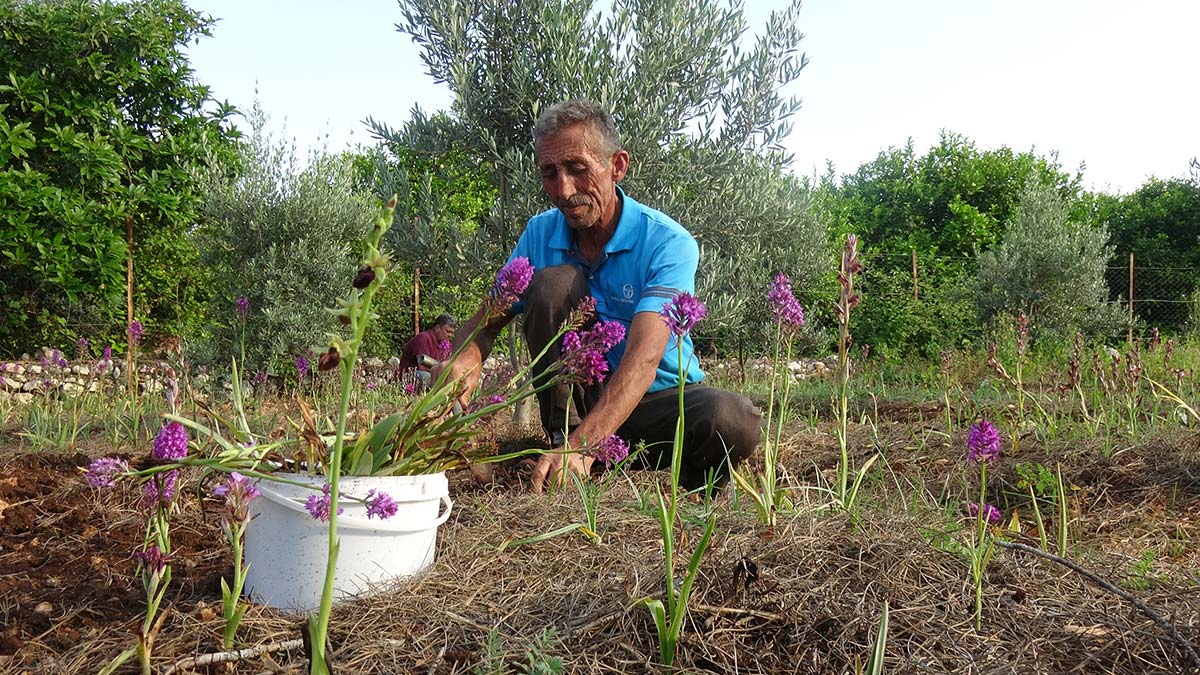 Salebin hasadı başladı; kilosu 300 TL