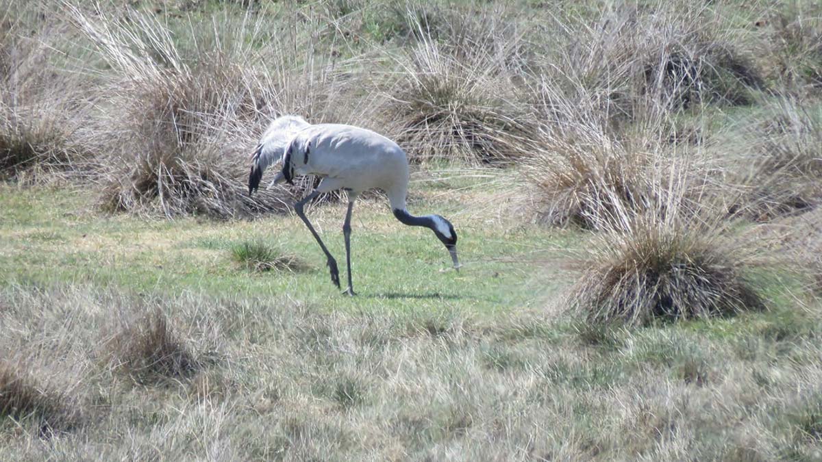 Sayıları artan turnalar dronla takip ediliyor