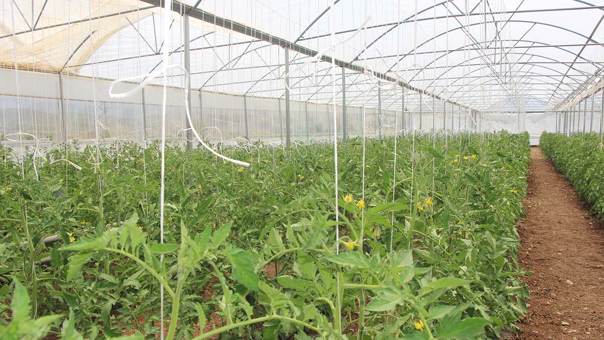 Şırnak'ta sebze-meyve yetiştiriciliği mümkün