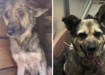 Sokak köpeği Poppy Zonguldak’tan Londra’ya gitti