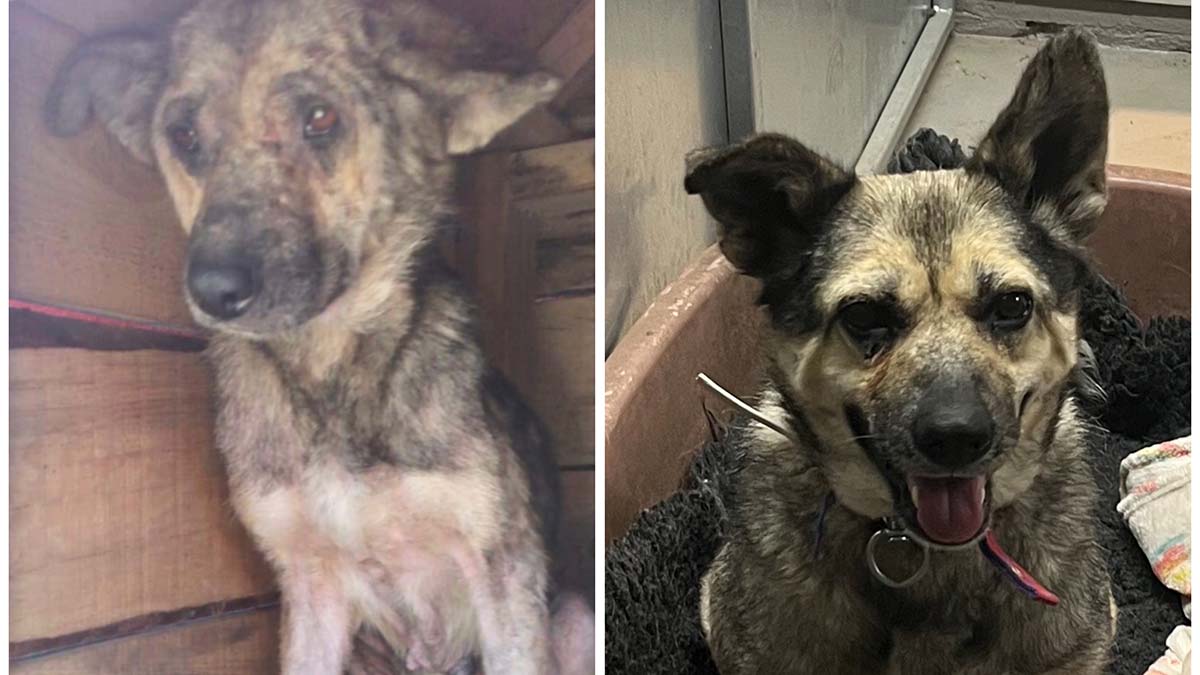 Sokak köpeği Poppy Zonguldak’tan Londra’ya gitti  