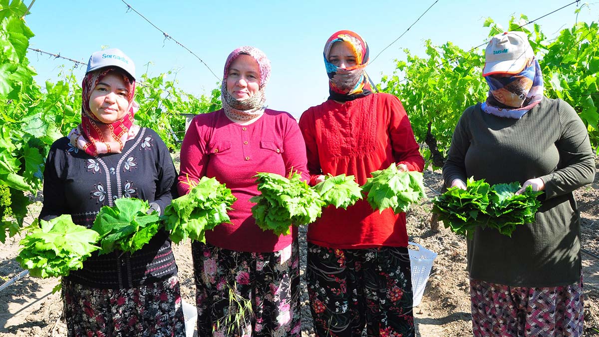 Sultani çekirdeksiz üzüm yaprağı da geçim kaynağı