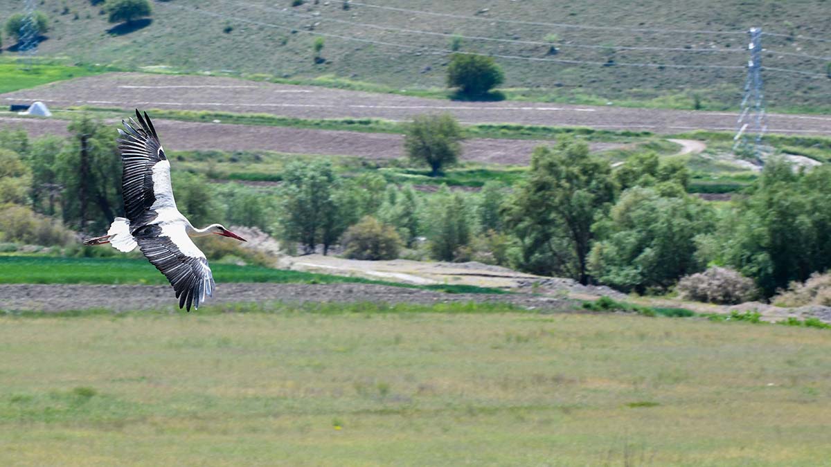 Doğa Araştırmaları Derneği ile ‘Çiftçi Dostu Kuşlarla Tarım Daha Güvenli Projesi’ kapsamında yürütülen ortak çalışma ile Beypazarı'nda leylek yuvaları kuluçka dönemi nedeniyle dolmaya başladı.