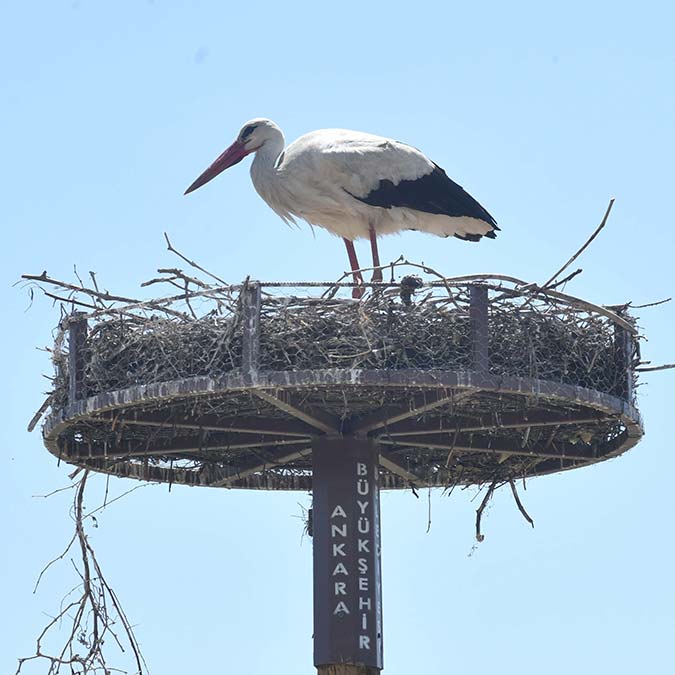Beypazarı'nda leylek yuvaları dolmaya başladı