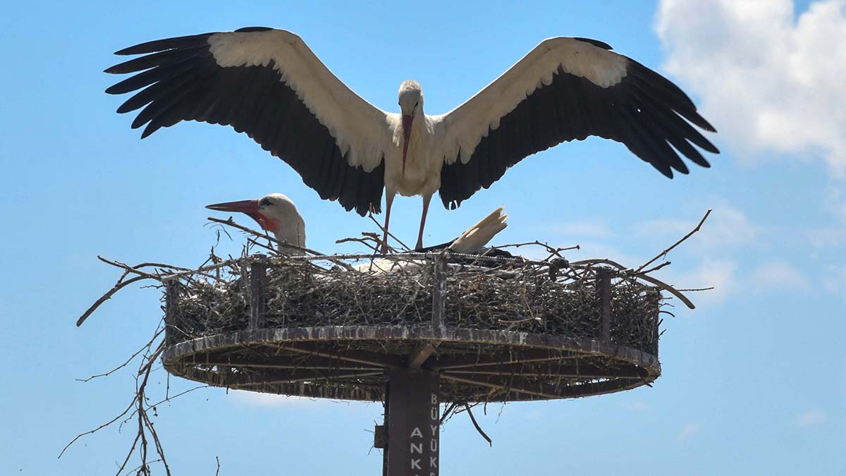 Beypazarı'nda leylek yuvaları dolmaya başladı