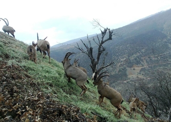 Tunceli'de yaban hayatı fotokapanlara yansıdı