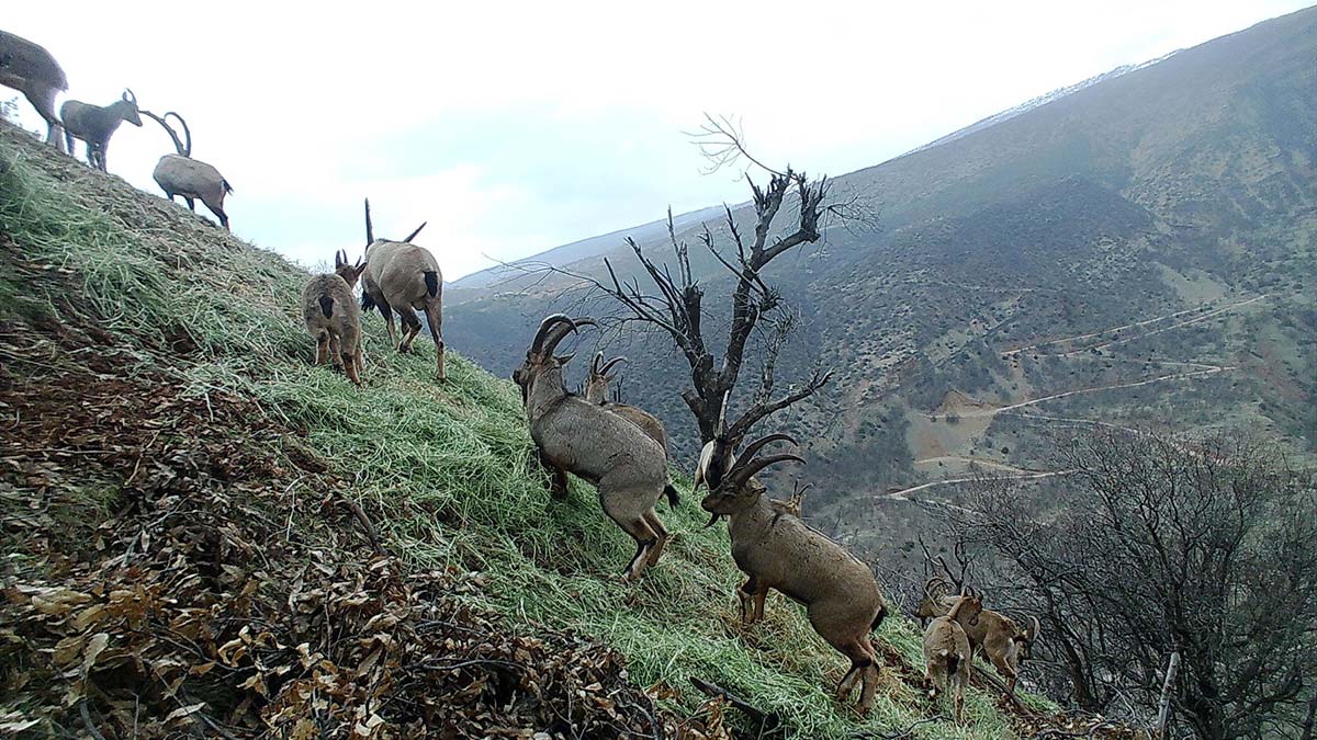 Tunceli'de yaban hayatı fotokapanlara yansıdı
