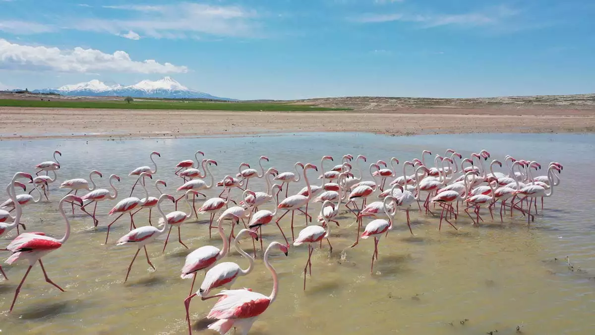 Tuz golune goc eden flamingolardan renk soleni - yerel haberler - haberton