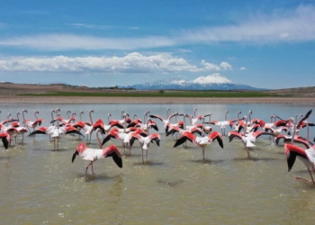 Tuz Gölü'ne göç eden flamingoların renkli yolculuğu