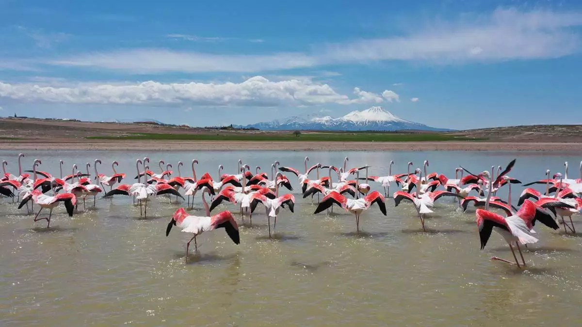 Tuz gölü'ne göç eden flamingoların renkli yolculuğu