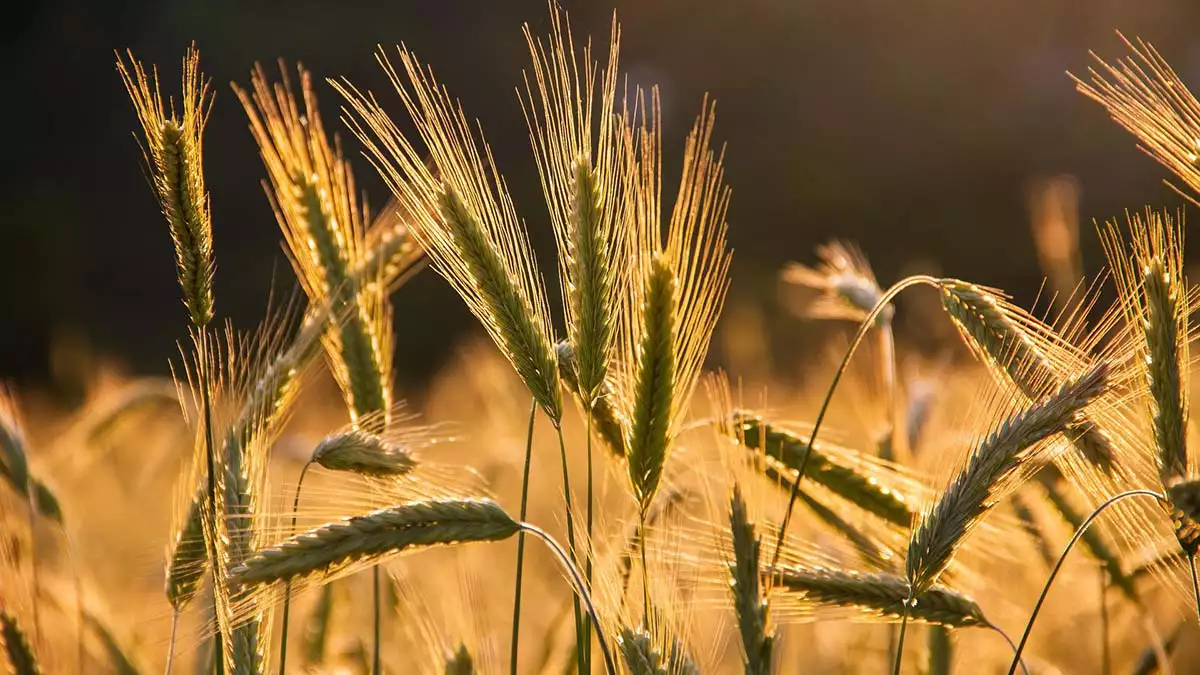 Ukrayna'da kalan buğdaylara ab'den eylem planı