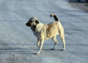 Vatandaşlar saldırgan köpekleri tehlikeli buluyor
