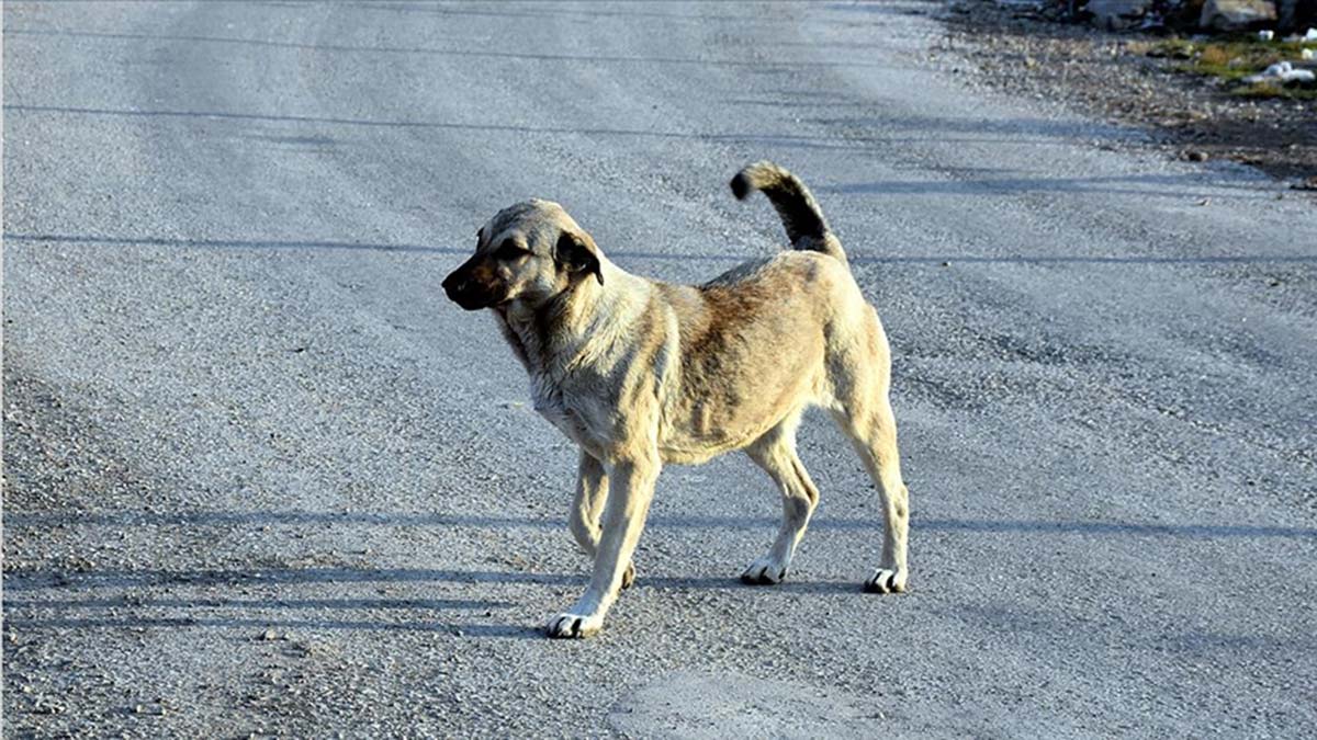 Vatandaşlar saldırgan köpekleri tehlikeli buluyor