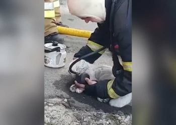 Yangından etkilenen kedi hayata döndürüldü