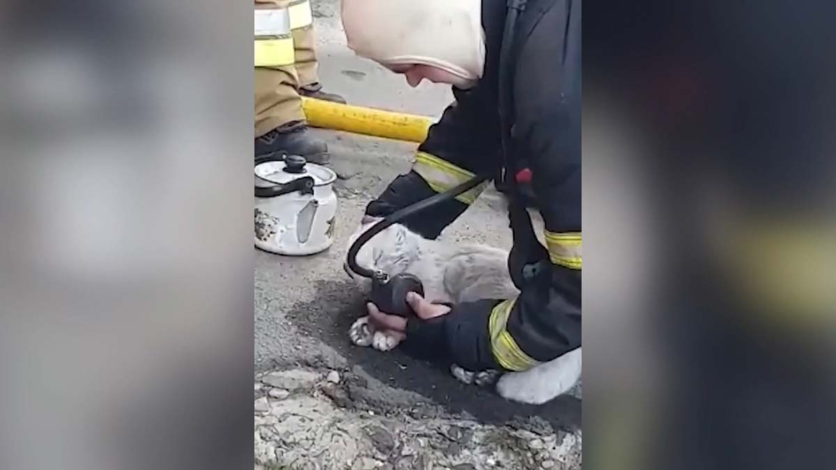 Yangından etkilenen kedi hayata döndürüldü