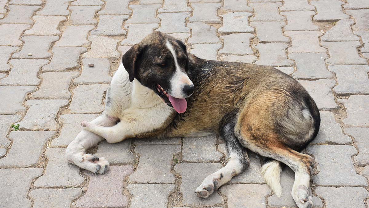 Yangından kurtarılan hayvanlarda travma sürüyor